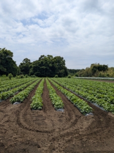 さつまいもの蔓が伸びきるまでの初期除草が肝心です。丁寧に2回から3.4回除草していきます。入るタイミングが肝